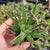 Zebra Plant - Haworthia fasciata