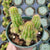 Rose Quartz Cactus / Chamaelobivia