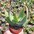 Coral Aloe - Aloe striata