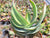 Coral Aloe - Aloe striata