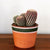 Arizona Rainbow Hedgehog Cactus