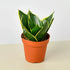 Sansevieria Hahnii Emerald Star