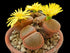 Lithops 'Living Stones'