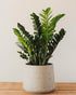 ZZ Plants - Zamioculcas zamiifolia