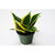 Sansevieria Black Star