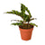 Calathea Lancifolia Rattlesnake Plant