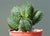 Rare Buddha Temple Succulent