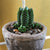 Rare Buddha Temple Succulent