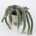 Hildewintera Colademononis / Soft Monkey Tail Cactus