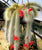 Hildewintera Colademononis / Soft Monkey Tail Cactus