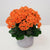 Kalanchoe Blossfeldiana 'Calandiva Orange'