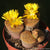 Lithops 'Living Stones'