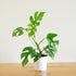 Philodendron Mini Monstera