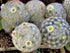 Mammillaria Plumosa / Feather Cactus