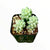 Sedum Burro's Donkey Tail