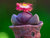 Purple Split Rock Royal Flush Succulent