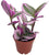 Rare Tradescantia Nanouk Lilac Leaf Plant