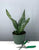 Sansevieria Robusta