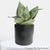 Sansevieria Hahnii Misty Star