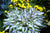 Rare Perennial Plantaginea Ground Cover Plantain Lilly Hostas