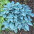 Rare Perennial Plantaginea Ground Cover Plantain Lilly Hostas