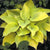 Rare Perennial Plantaginea Ground Cover Plantain Lilly Hostas