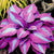 Rare Perennial Plantaginea Ground Cover Plantain Lilly Hostas