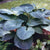 Rare Perennial Plantaginea Ground Cover Plantain Lilly Hostas