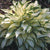 Rare Perennial Plantaginea Ground Cover Plantain Lilly Hostas