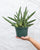 Starfish Sansevieria