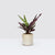 Calathea Lancifolia Rattlesnake Plant