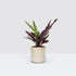 Calathea Lancifolia Rattlesnake Plant