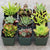 Assorted Succulent Set