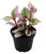 Rare Tradescantia Nanouk Lilac Leaf Plant