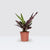 Calathea Lancifolia Rattlesnake Plant