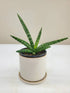 Starfish Sansevieria