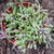 String of Ruby Necklace - Othonna capensis