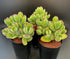 Cotyledon Tomentosa Bear's Paw