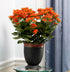 Kalanchoe Blossfeldiana 'Calandiva Orange'