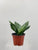 Sansevieria Hahnii Misty Star