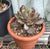 Kalanchoe Tomentosa 'Teddy Bear'