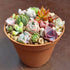 10 succulent cuttings