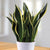 Sansevieria Black Star