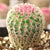 Arizona Rainbow Hedgehog Cactus