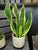 Sansevieria Futura