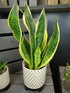 Sansevieria Futura