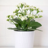 Kalanchoe Blossfeldiana 'Calandiva White' - Flaming Katy