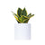 Sansevieria Black Star